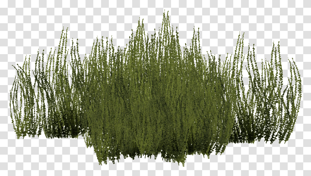 Grass, Tree, Plant, Conifer, Rug Transparent Png