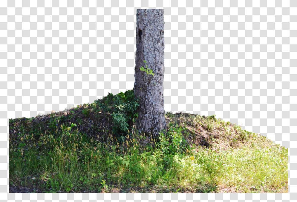 Grass, Tree, Plant, Tree Trunk, Para Rubber Tree Transparent Png