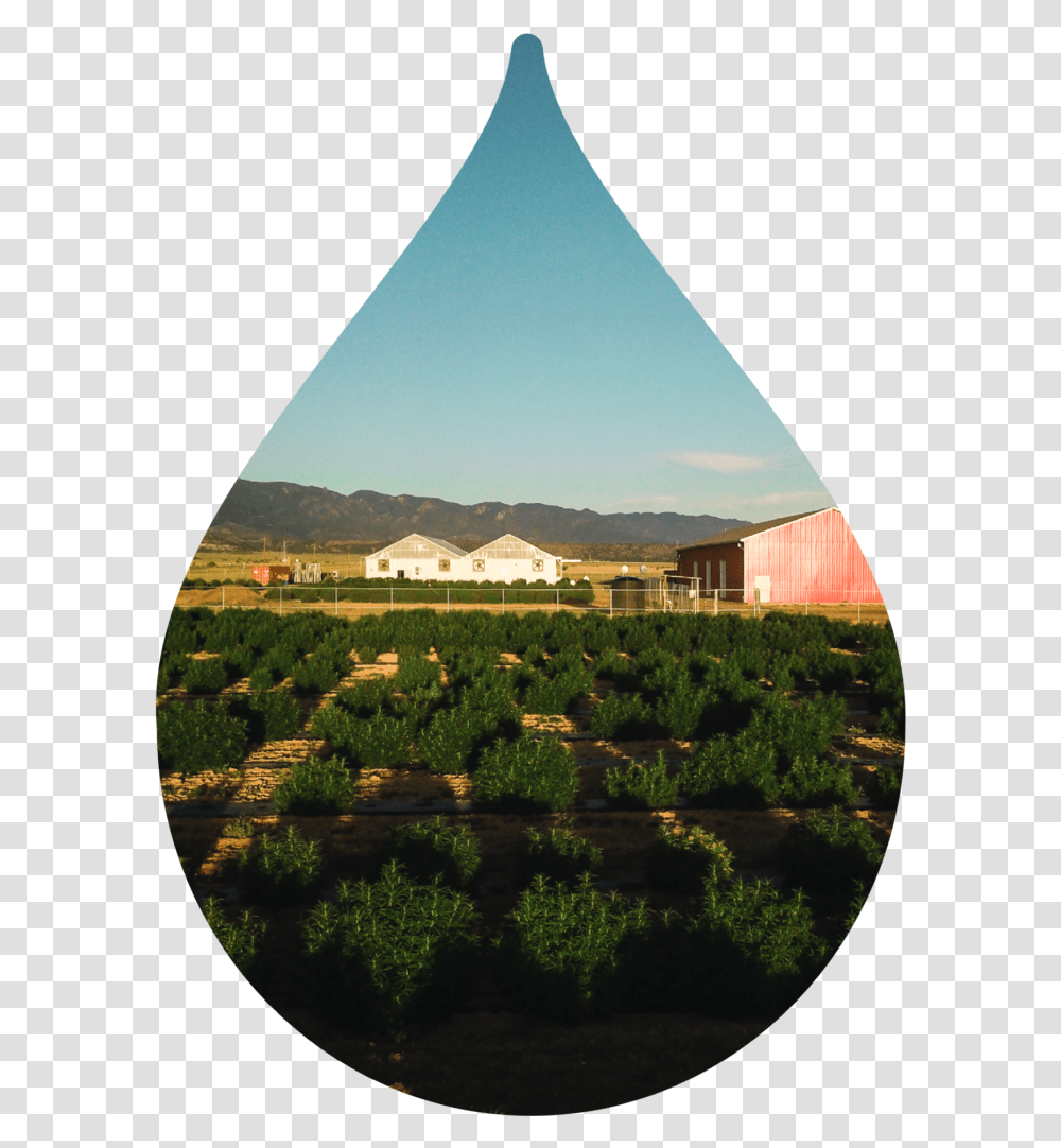 Grass, Triangle, Window, Outdoors, Plant Transparent Png