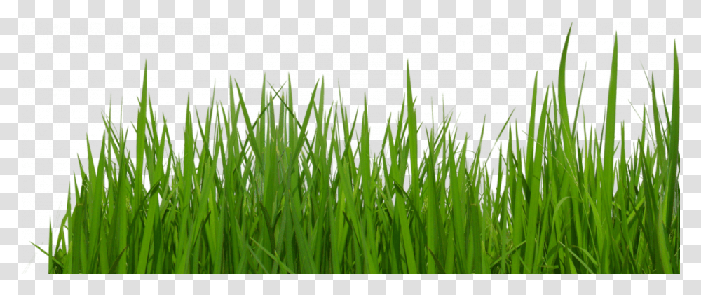 Grass Tumblr Background Grass Tumblr, Plant, Lawn Transparent Png