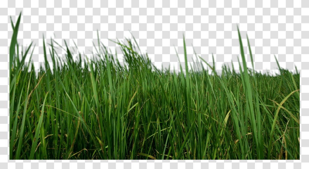Grass Up Close Grass, Plant, Lawn, Agropyron Transparent Png