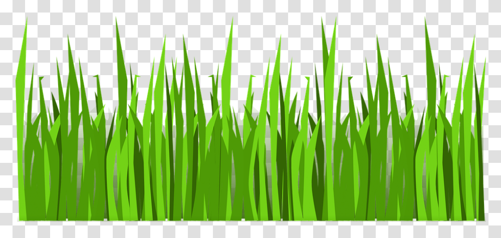 Grass Vector Download Vector Grass, Plant, Green, Lawn, Leaf Transparent Png