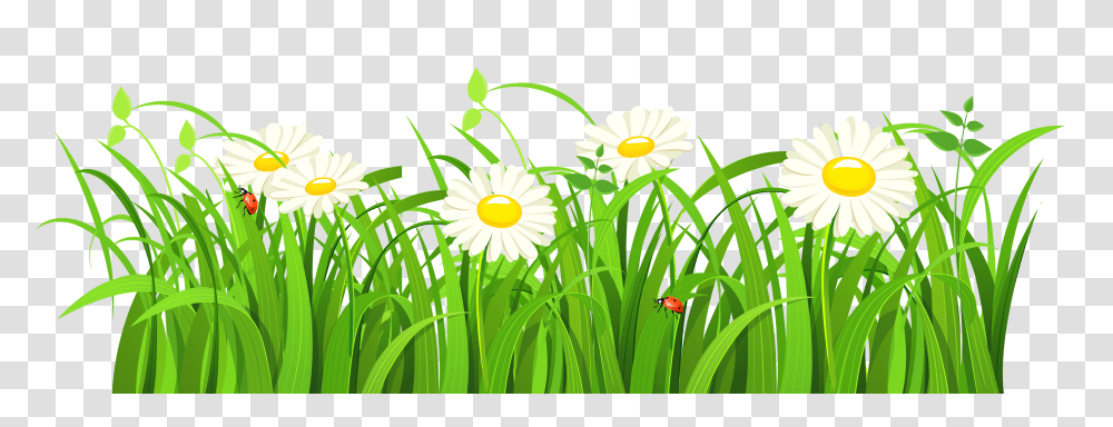 Grass Vector Image, Nature, Plant, Daisy, Flower Transparent Png