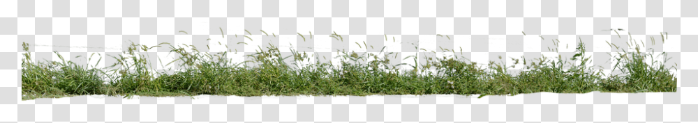 Grass, Vegetation, Plant, Outdoors, Nature Transparent Png