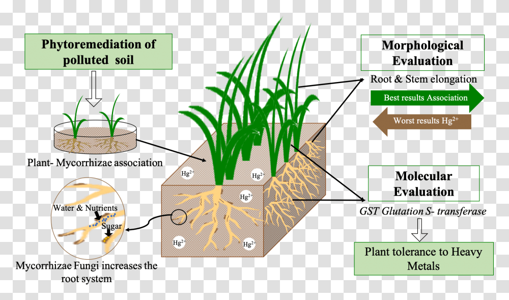 Grass, Vegetation, Plant, Land Transparent Png