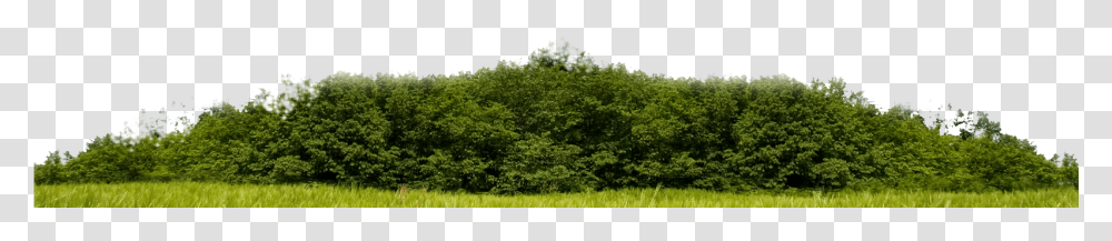 Grass, Vegetation, Plant, Tree, Woodland Transparent Png