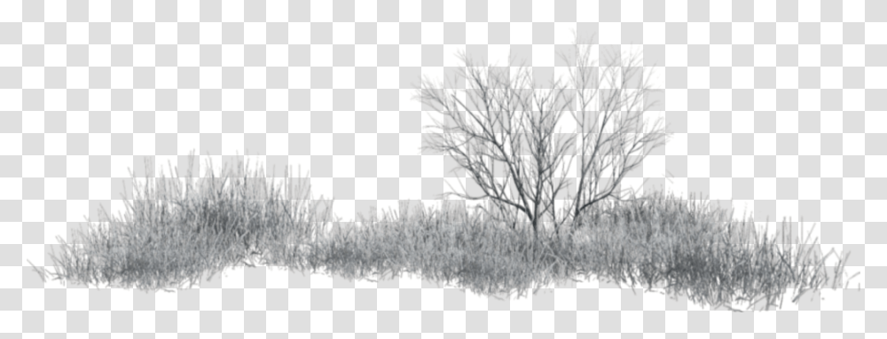 Grass Winter Wintergrass Terrieasterly Grass, Nature, Ice, Outdoors, Crystal Transparent Png