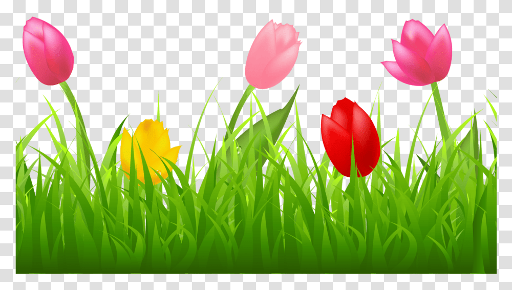 Grass With Colorful Tulips Clipart Spring Tulip Clipart, Plant, Flower, Blossom Transparent Png