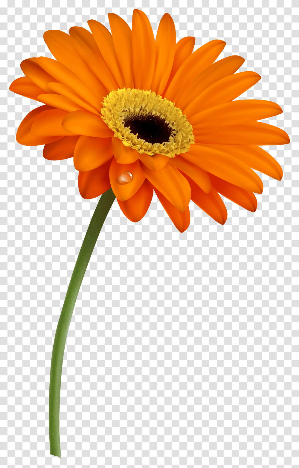 Grass With Flowers And Butterfly Cartoons Gerbera Daisy Clipart, Plant, Blossom, Daisies, Pollen Transparent Png