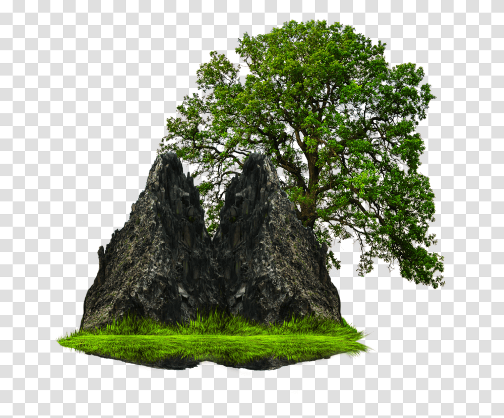 Grass With Tree And Rock All Image Download, Plant, Outdoors, Tree Trunk, Nature Transparent Png