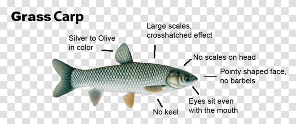 Grasscarp Diagram Grass Carp For Ponds, Mullet Fish, Sea Life, Animal Transparent Png