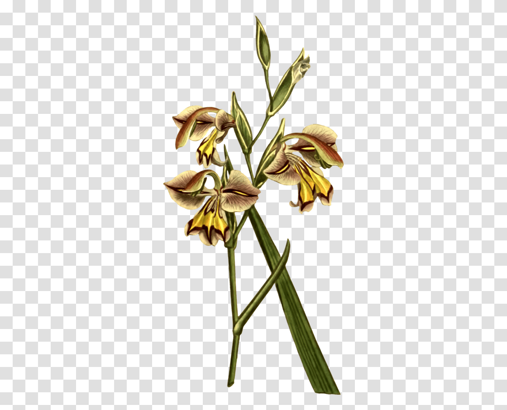 Grasses Commodity Bud Flower Plant Stem, Blossom, Amaryllidaceae, Petal, Pollen Transparent Png