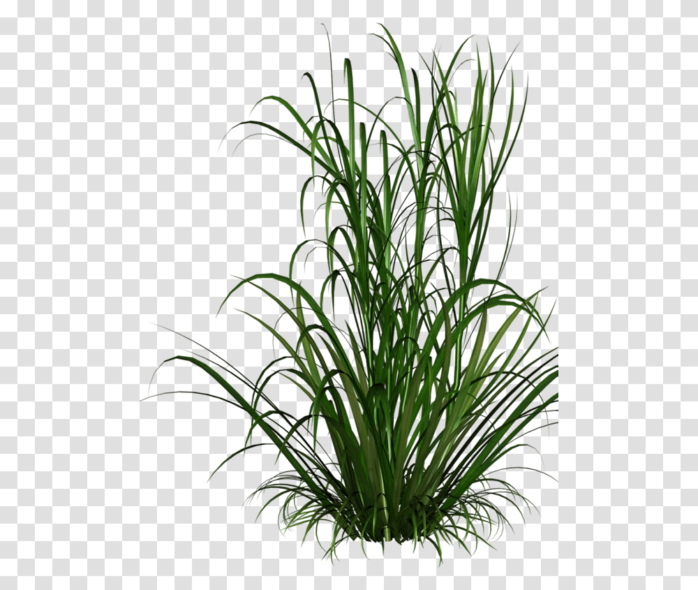 Grasses Grass Free Download Image Grass, Plant, Flower, Blossom, Iris Transparent Png