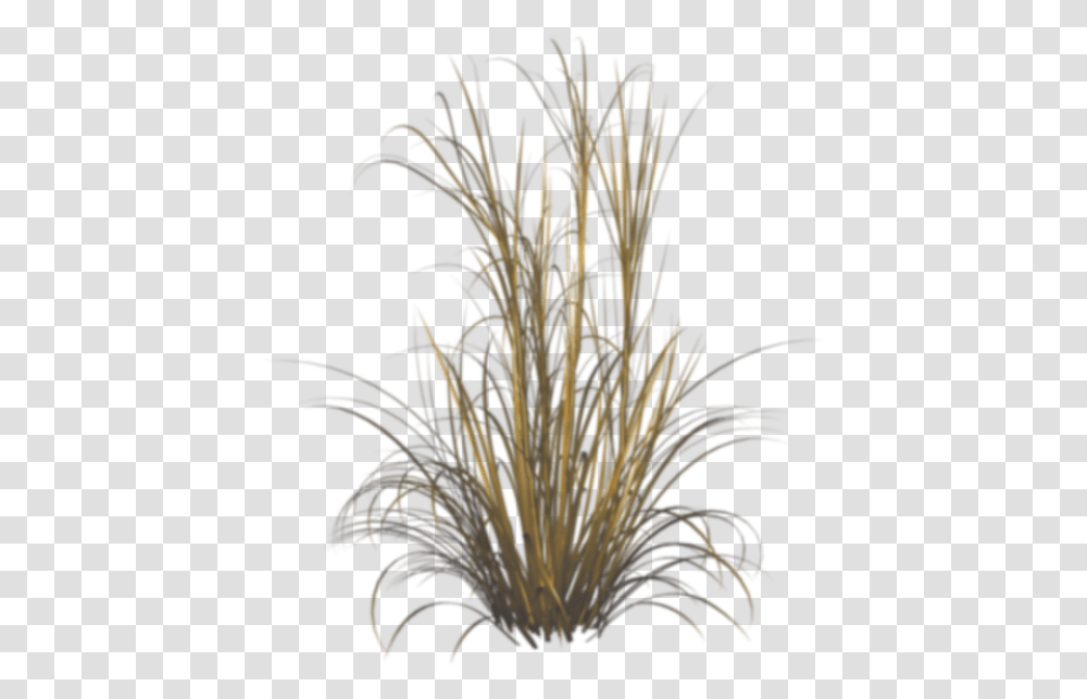 Grasses, Plant, Flower, Tree, Lighting Transparent Png