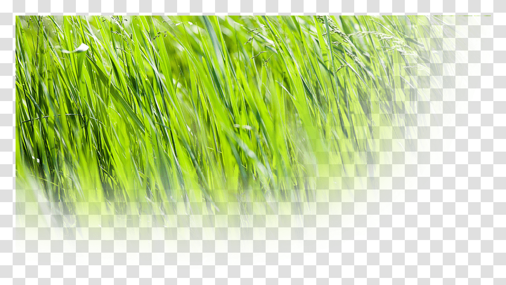 Grasses Sweet Grass, Plant, Lawn, Vegetation Transparent Png