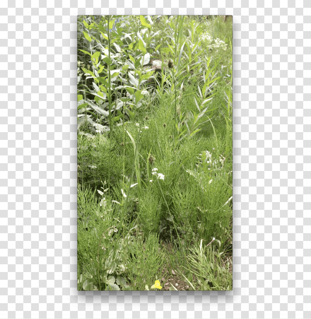 Grasses Sweet Grass, Plant, Seasoning, Food, Dill Transparent Png