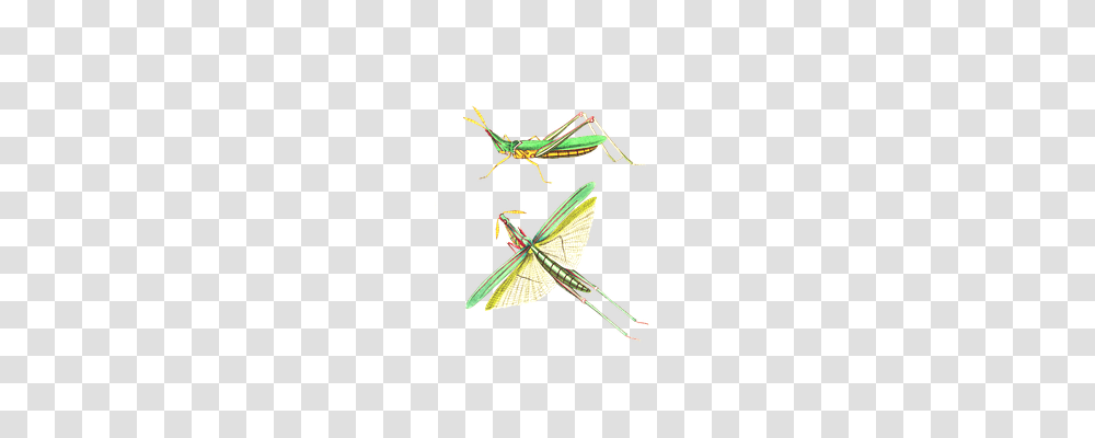 Grasshopper Animals, Insect, Invertebrate, Grasshoper Transparent Png