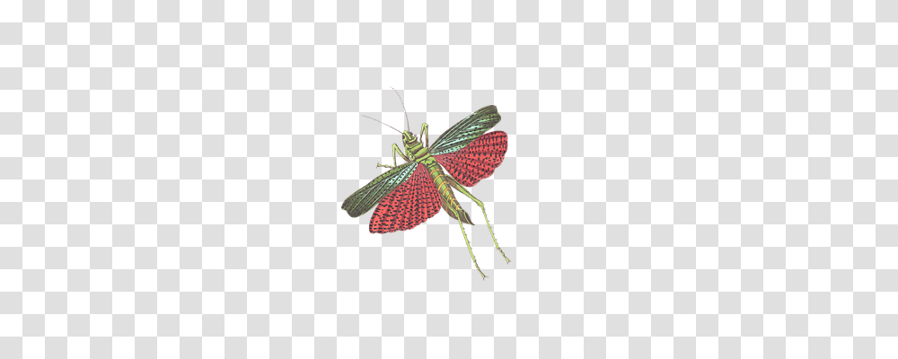 Grasshopper Animals, Insect, Invertebrate, Dragonfly Transparent Png