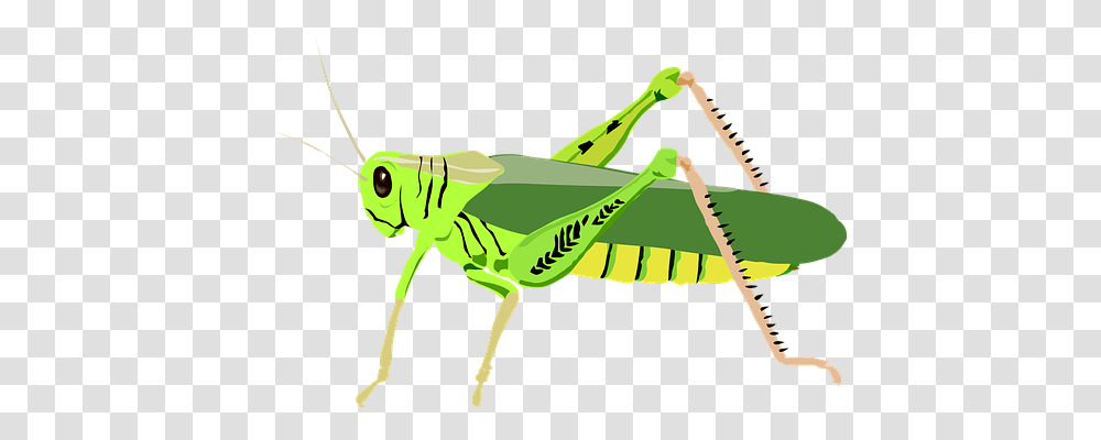 Grasshopper Nature, Insect, Invertebrate, Animal Transparent Png