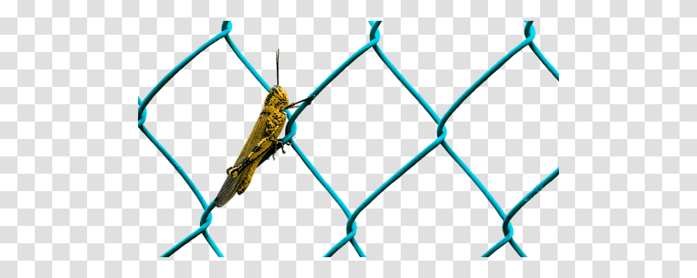 Grasshopper Animals, Insect, Invertebrate, Bow Transparent Png