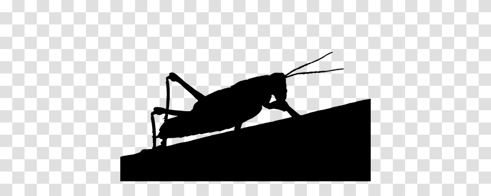 Grasshopper Animals, Gray, World Of Warcraft Transparent Png