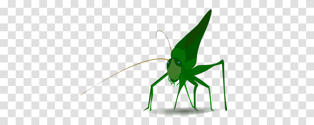Grasshopper Animals, Bow, Insect, Invertebrate Transparent Png