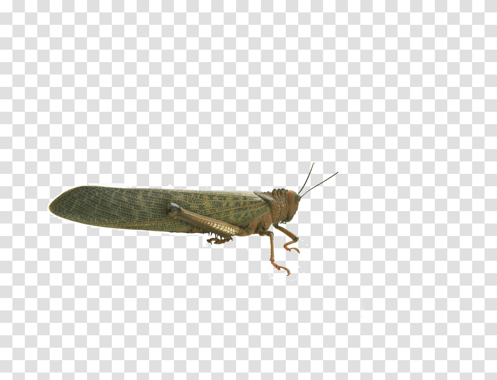 Grasshopper Insect, Invertebrate, Animal, Grasshoper Transparent Png