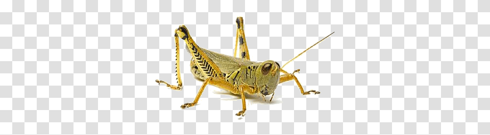 Grasshopper, Animal, Insect, Invertebrate, Grasshoper Transparent Png