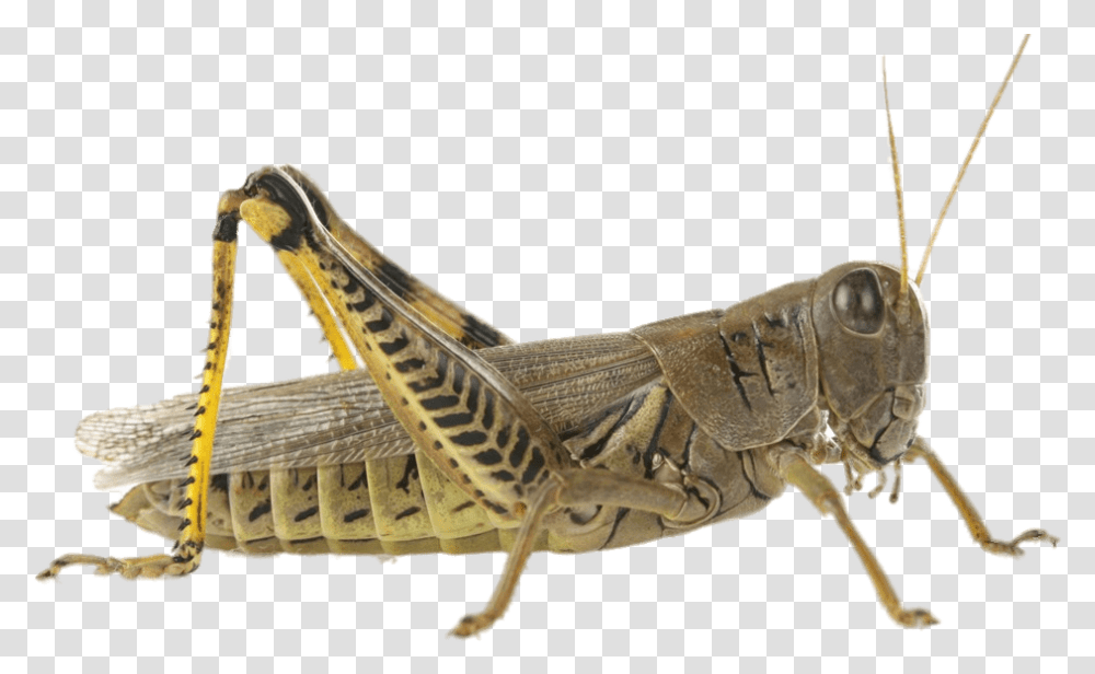 Grasshopper Background Locust, Insect, Invertebrate, Animal, Grasshoper Transparent Png