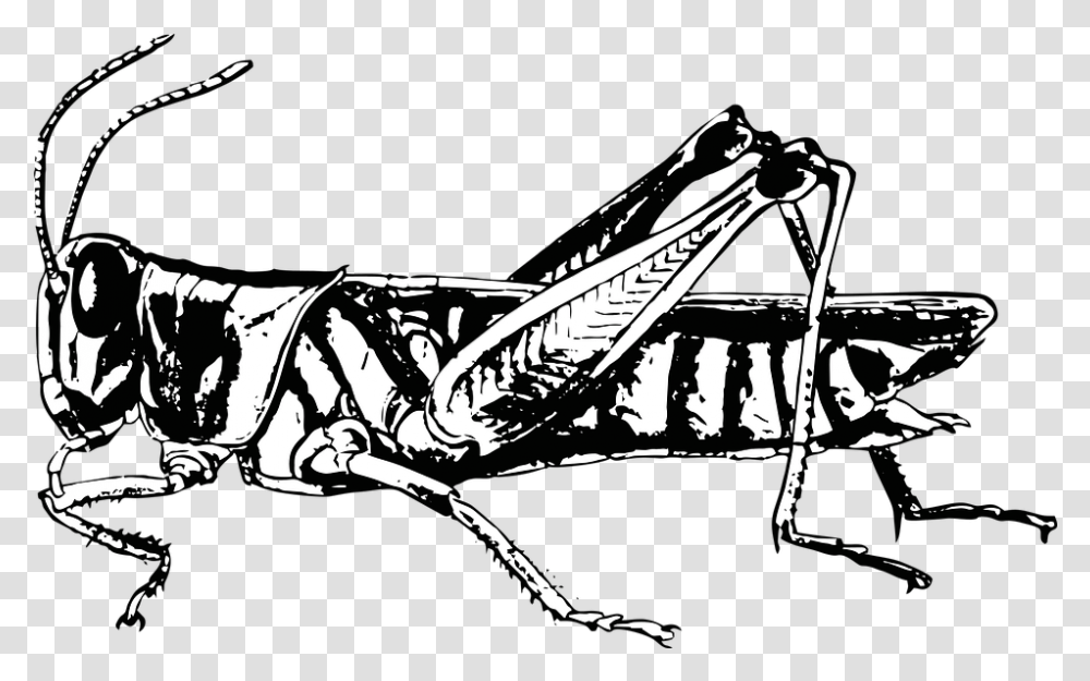 Grasshopper Bug Insect Black And White Grasshopper, Invertebrate, Animal, Grasshoper Transparent Png