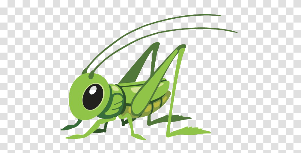 Grasshopper Cartoon, Insect, Invertebrate, Animal, Grasshoper Transparent Png
