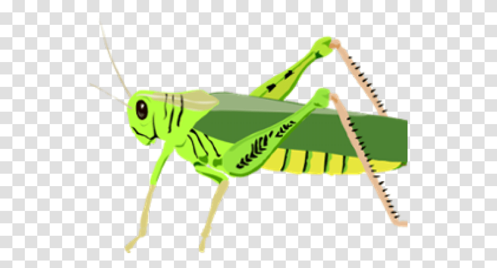 Grasshopper Clip Art, Insect, Invertebrate, Animal, Grasshoper Transparent Png