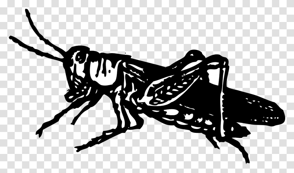 Grasshopper Clip Art, Wasp, Bee, Insect, Invertebrate Transparent Png