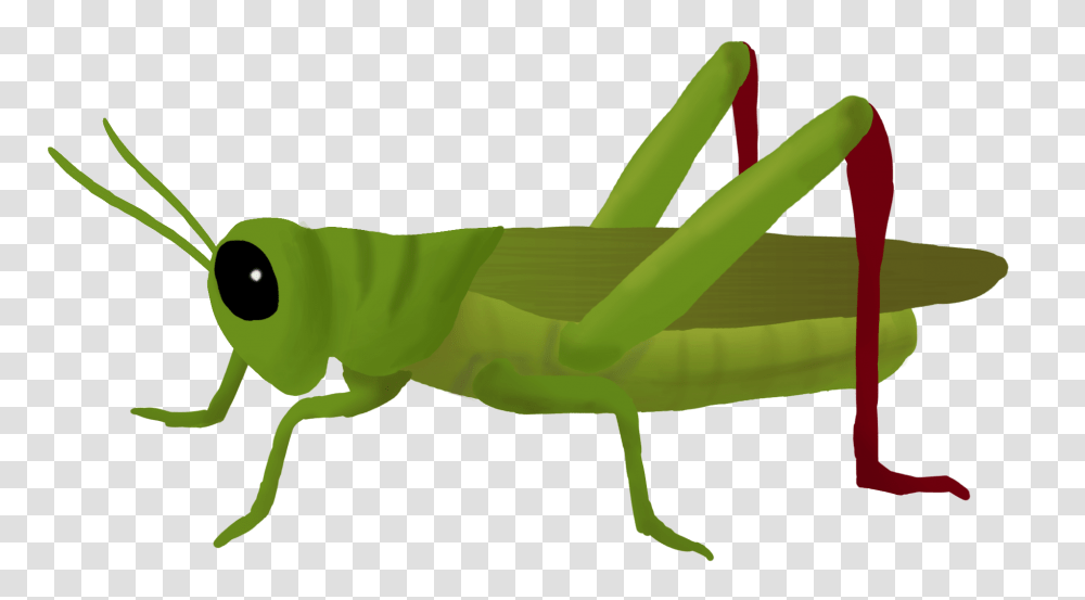 Grasshopper Clipart Clip Art Images, Animal, Reptile, Insect, Invertebrate Transparent Png