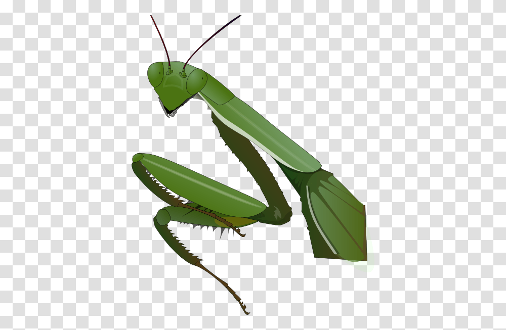 Grasshopper Clipart Praying Mantis, Invertebrate, Animal, Insect Transparent Png