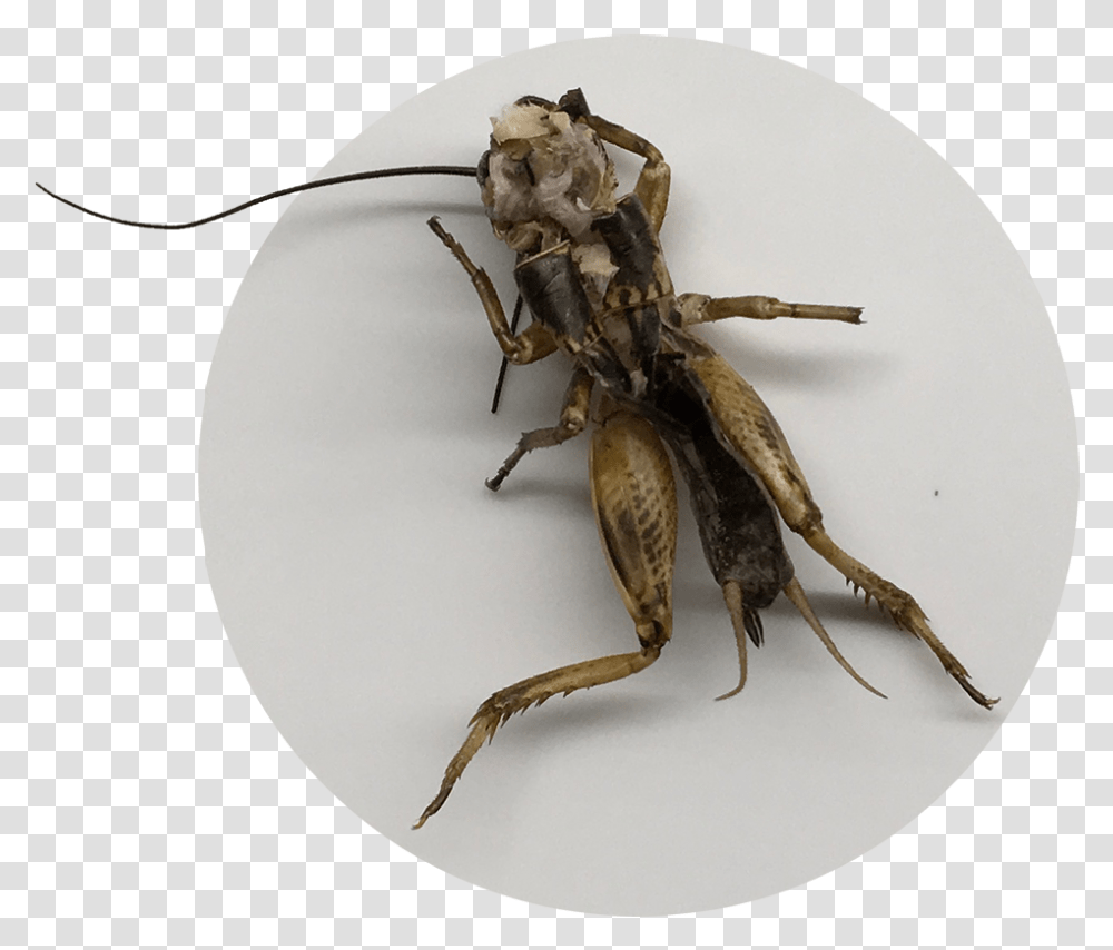 Grasshopper, Cricket Insect, Invertebrate, Animal, Spider Transparent Png