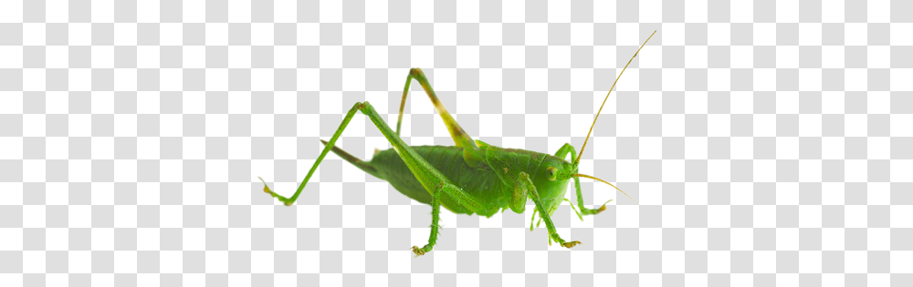 Grasshopper File All Sprinkhaan, Invertebrate, Animal, Insect, Grasshoper Transparent Png