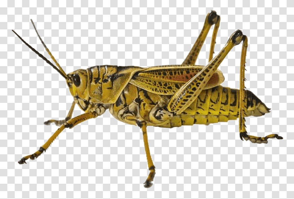 Grasshopper Free Image Locust, Insect, Invertebrate, Animal, Grasshoper Transparent Png