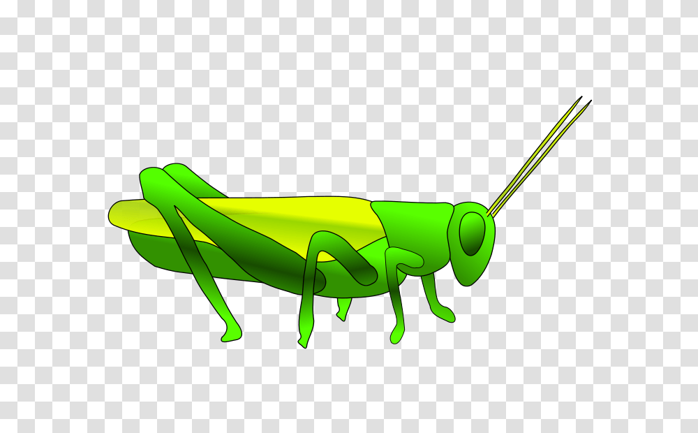 Grasshopper Free Vector, Insect, Invertebrate, Animal, Grasshoper Transparent Png