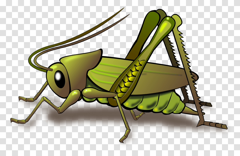 Grasshopper Grasshopper Clipart, Insect, Invertebrate, Animal, Grasshoper Transparent Png
