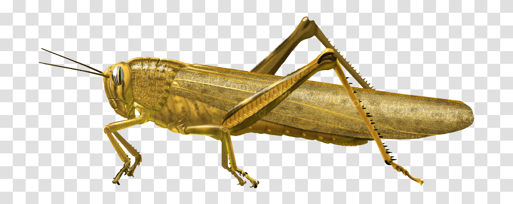 Grasshopper Grasshopper, Insect, Invertebrate, Animal, Grasshoper Transparent Png