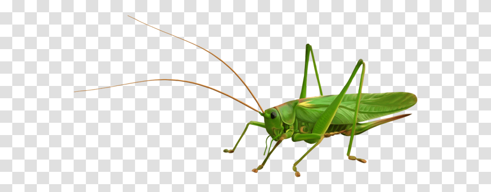 Grasshopper Grasshopper, Insect, Invertebrate, Animal, Grasshoper Transparent Png