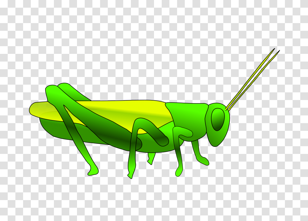 Grasshopper Icons, Insect, Invertebrate, Animal, Grasshoper Transparent Png