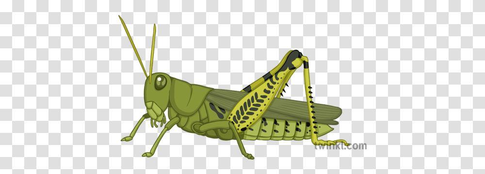 Grasshopper Illustration Locust, Insect, Invertebrate, Animal, Grasshoper Transparent Png