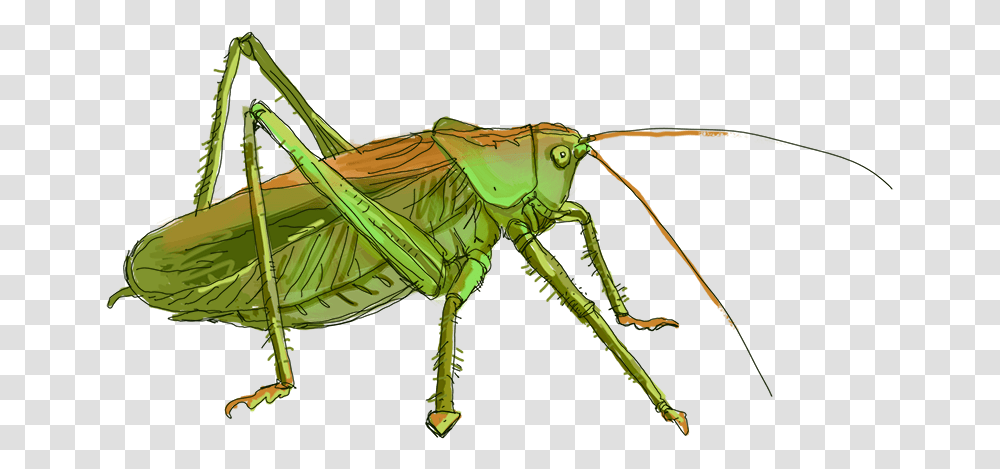 Grasshopper Image File Grilo, Insect, Invertebrate, Animal, Grasshoper Transparent Png