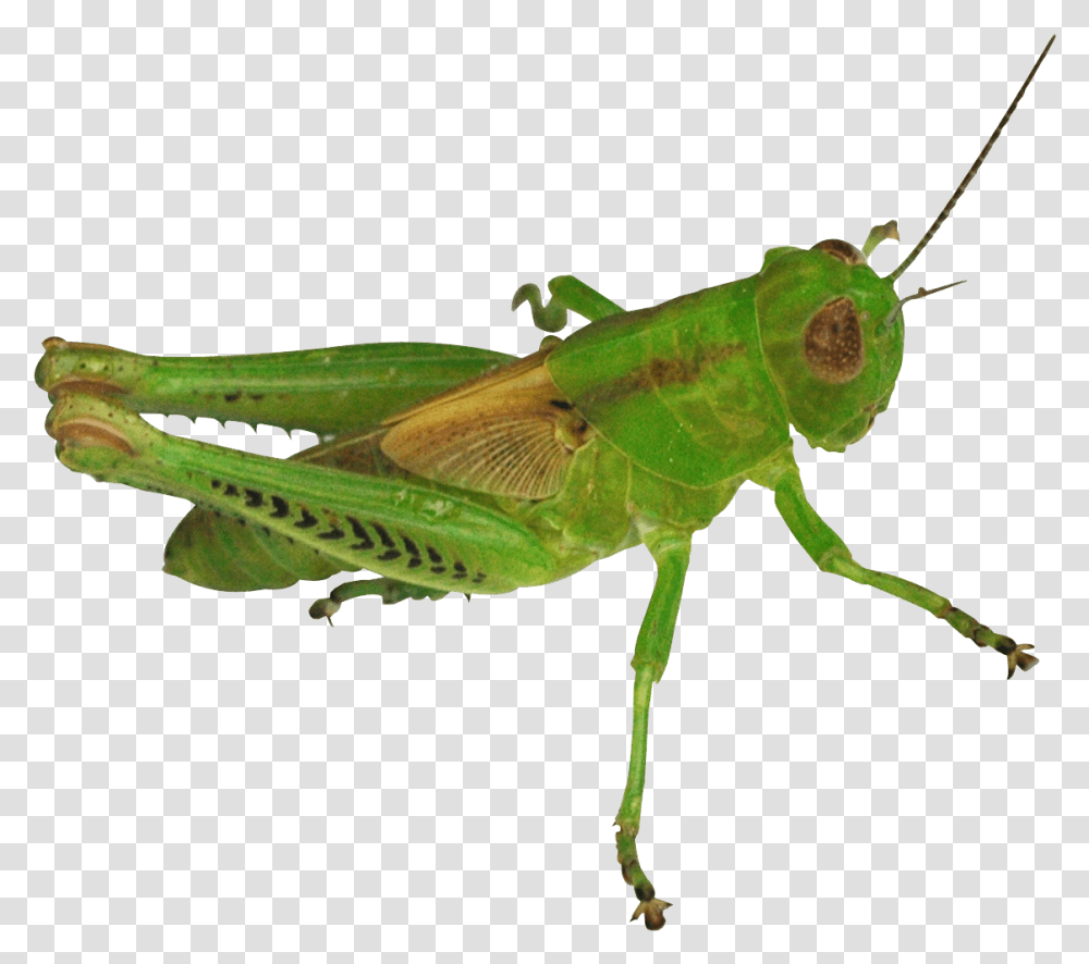 Grasshopper Image For Free Download Grasshopper, Insect, Invertebrate, Animal, Grasshoper Transparent Png