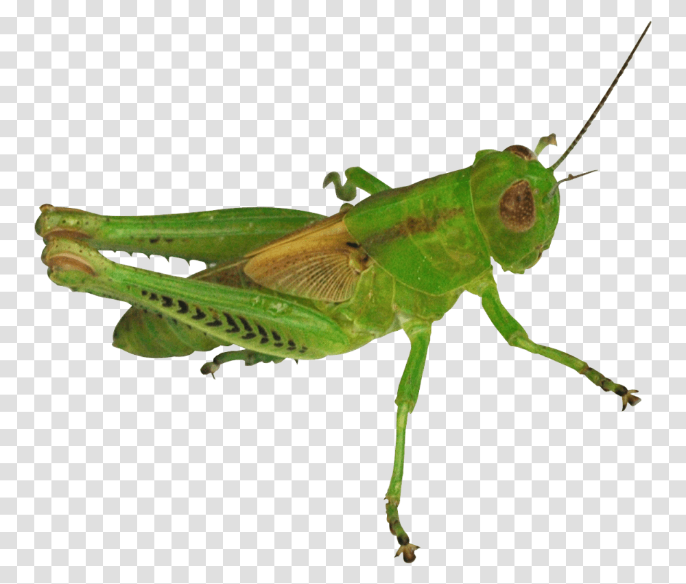 Grasshopper Image Gambar Belalang, Insect, Invertebrate, Animal, Grasshoper Transparent Png