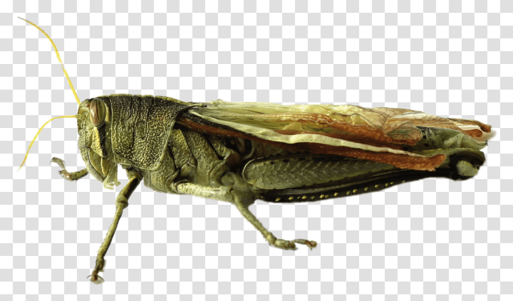 Grasshopper Image Grasshopper, Insect, Invertebrate, Animal, Cricket Insect Transparent Png