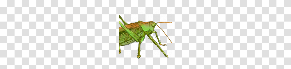 Grasshopper Image Hd, Insect, Invertebrate, Animal, Grasshoper Transparent Png