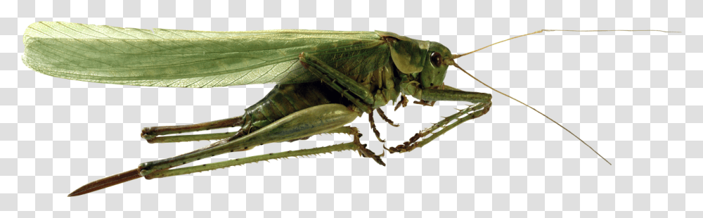 Grasshopper Image Kuznechik, Insect, Invertebrate, Animal, Cricket Insect Transparent Png